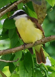 Kiskadee